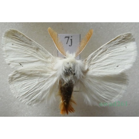 Euproctis chrysorrhoea (Linnaeus, 1758) male Kuprówka rudnica Slovakia7j